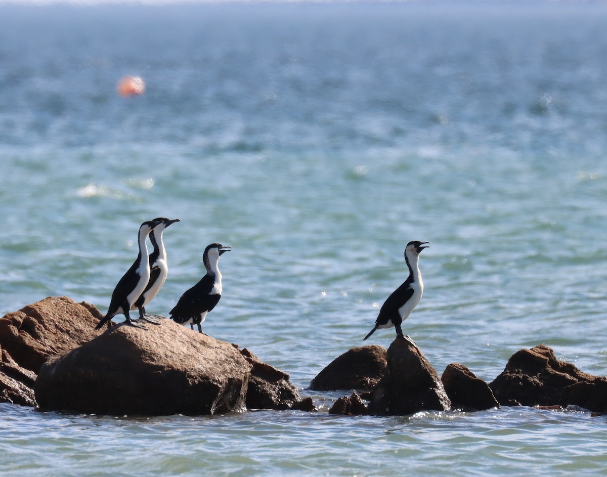 Black-faced Cormorant - Tim Peisker