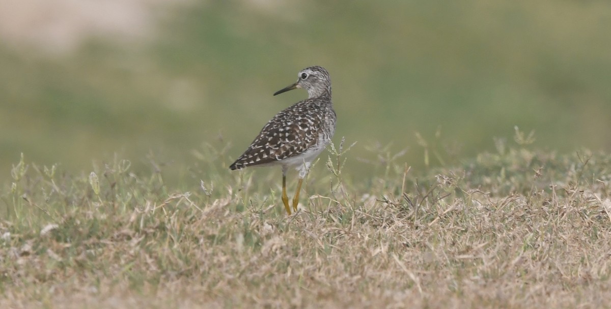 Wood Sandpiper - ML616497626