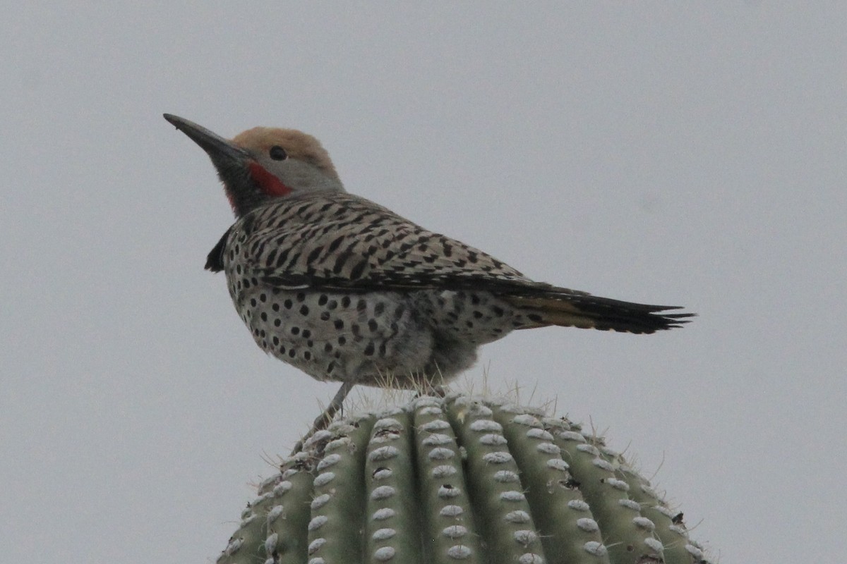 Gilded Flicker - ML616497643