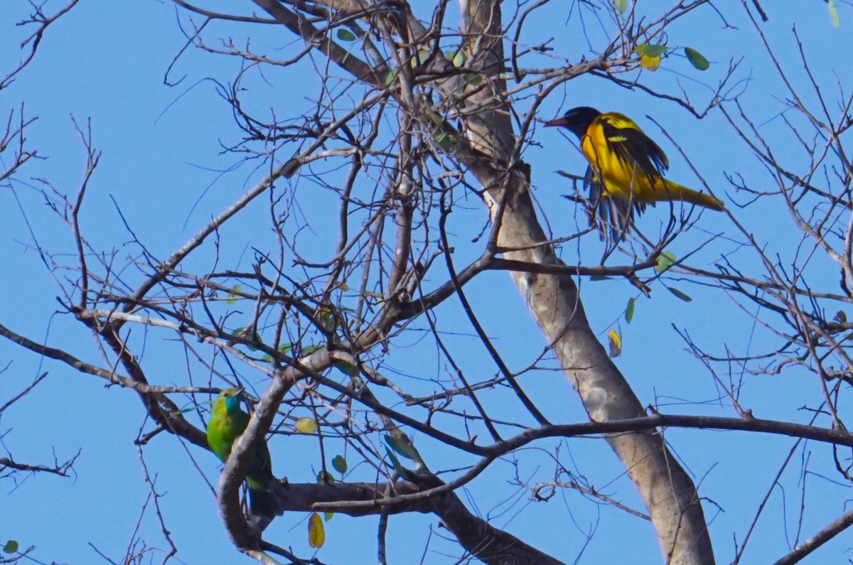 Black-hooded Oriole - ML616497656