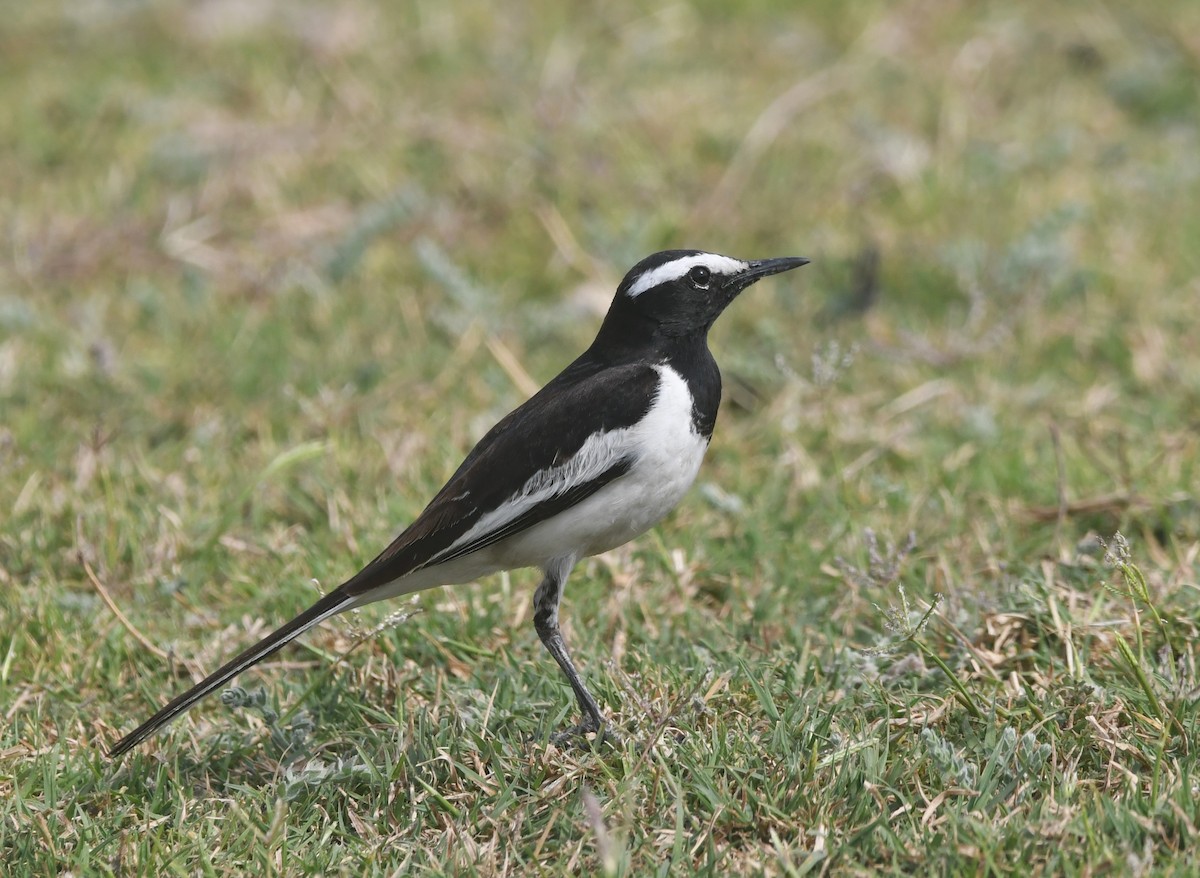 White-browed Wagtail - ML616497669