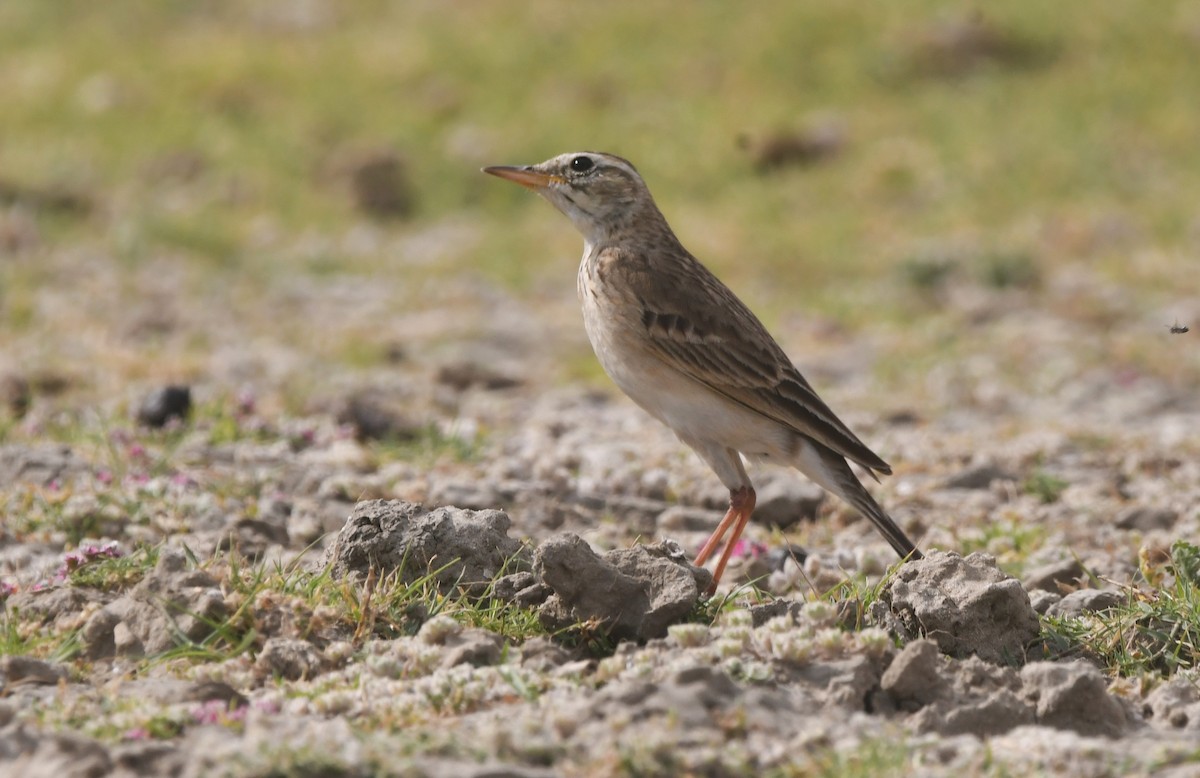 Paddyfield Pipit - ML616497672