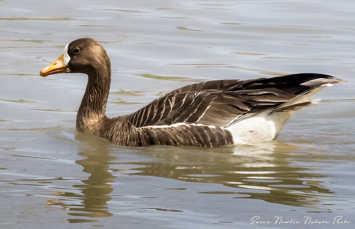 Greater White-fronted Goose - ML616497762