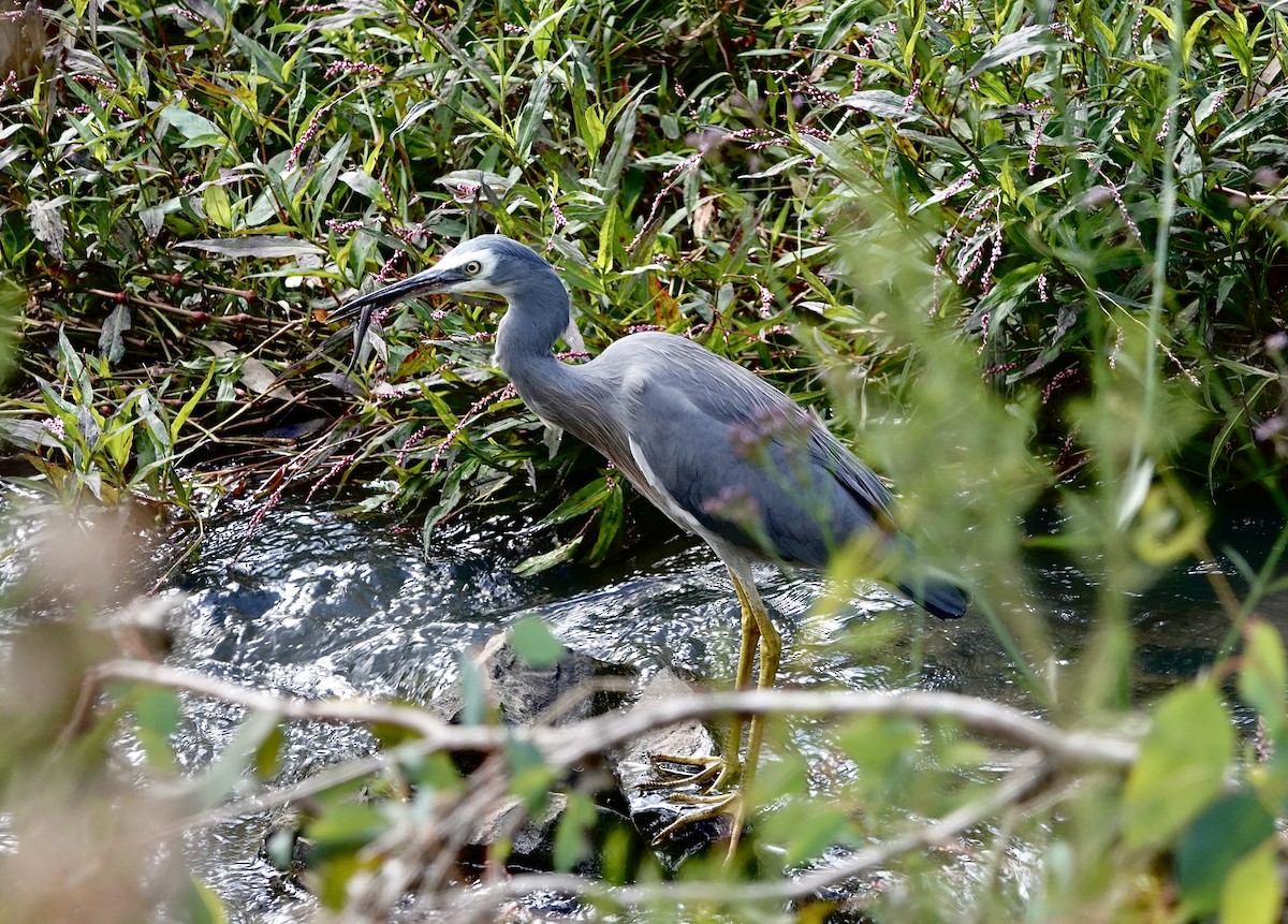 White-faced Heron - ML616497784