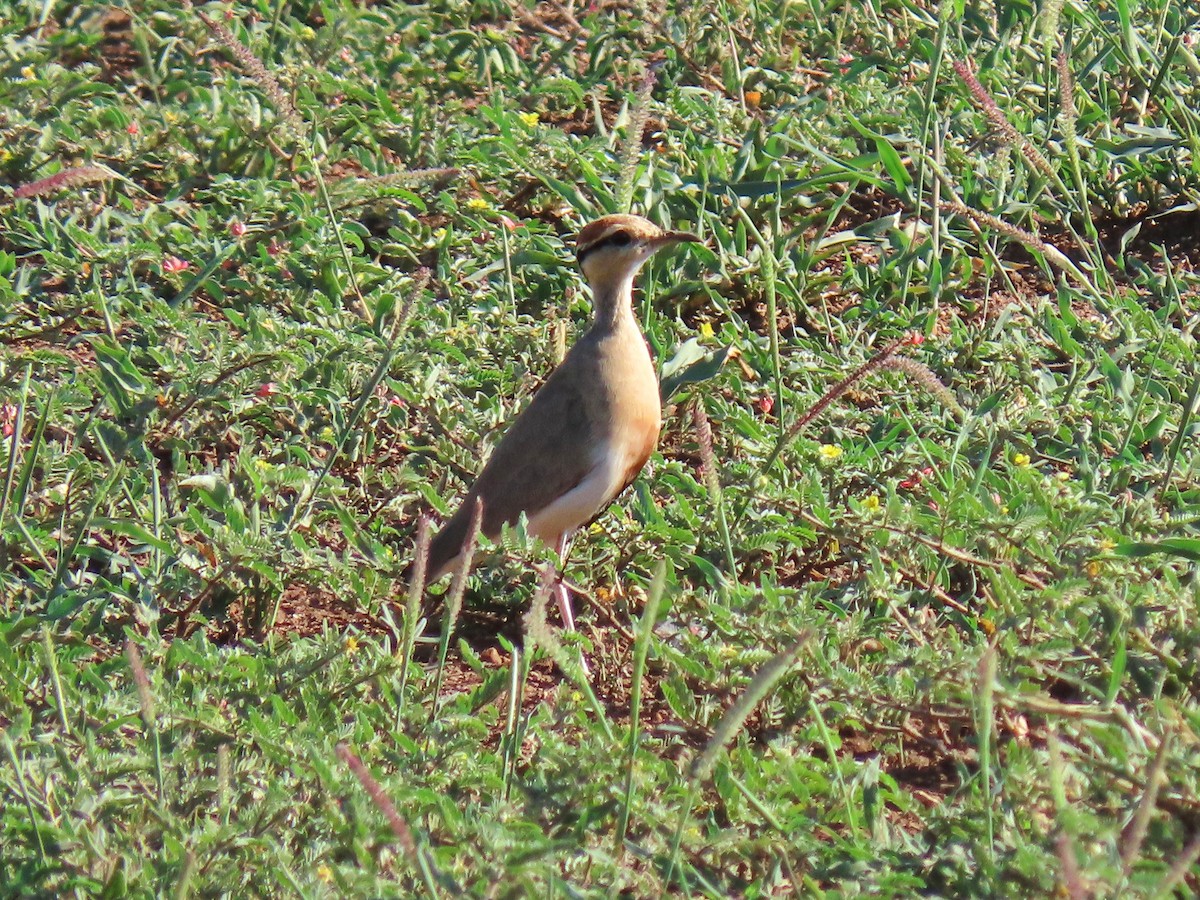 Temminck's Courser - ML616497798