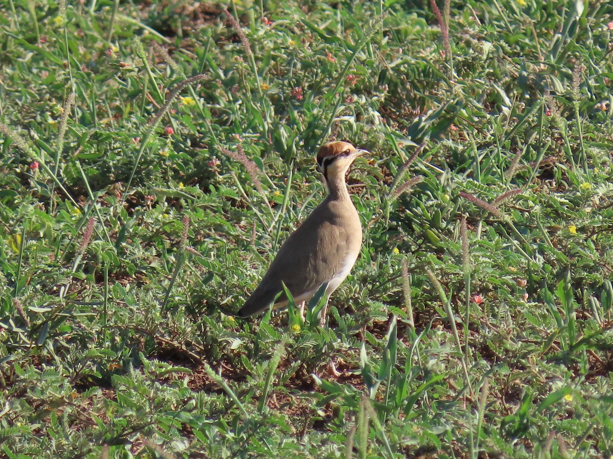 Temminck's Courser - ML616497802