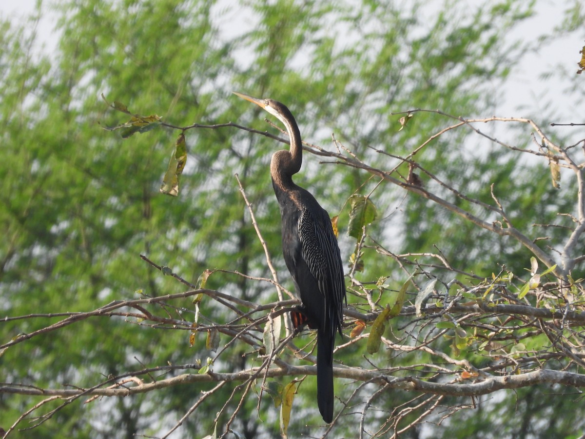 Orient-Schlangenhalsvogel - ML616497805