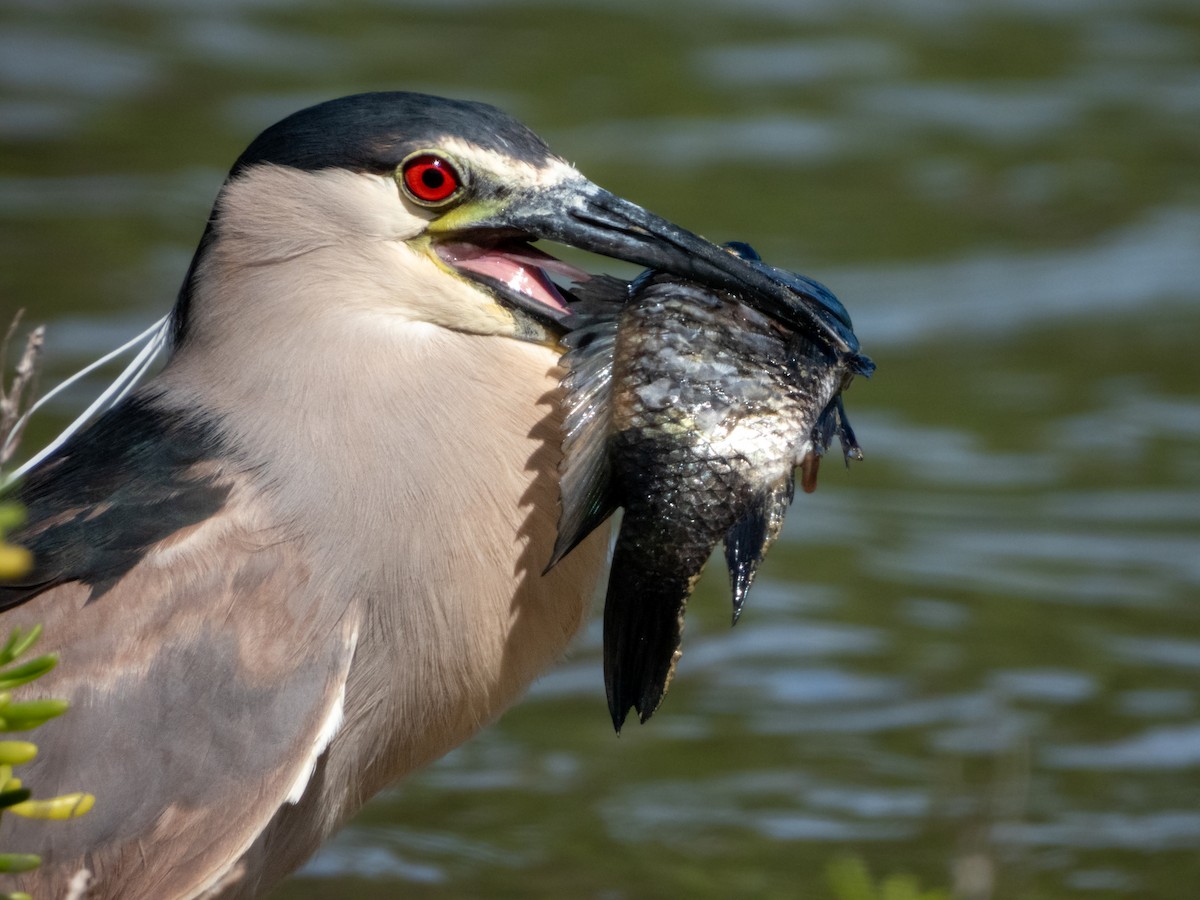 Black-crowned Night Heron - ML616497828