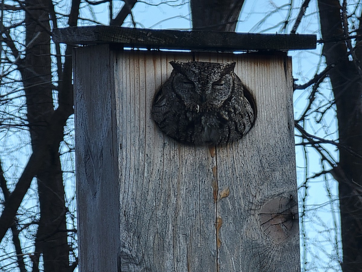 Western Screech-Owl - ML616497840