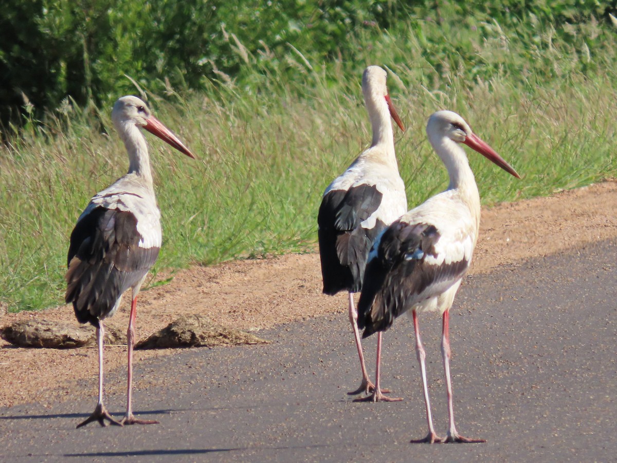 White Stork - ML616497841