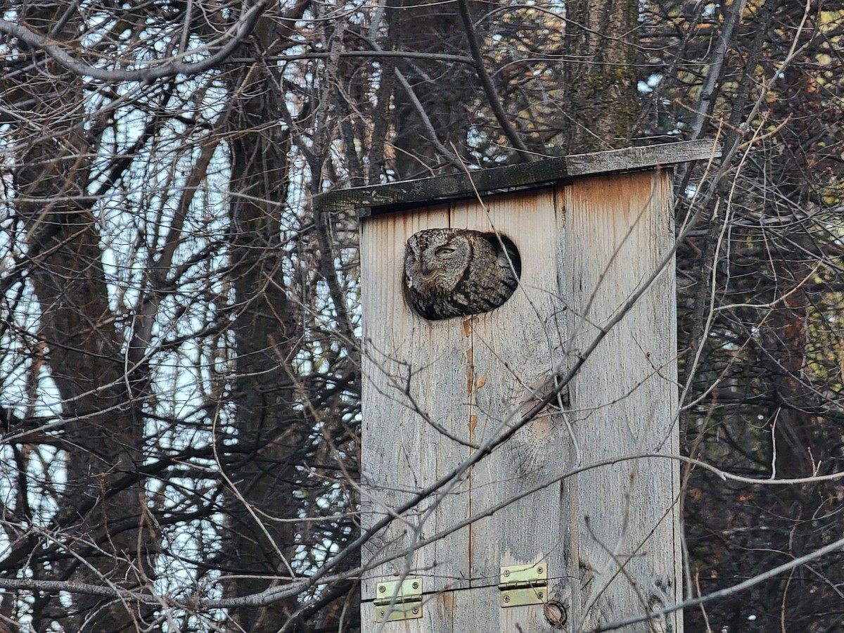 Western Screech-Owl - ML616497842