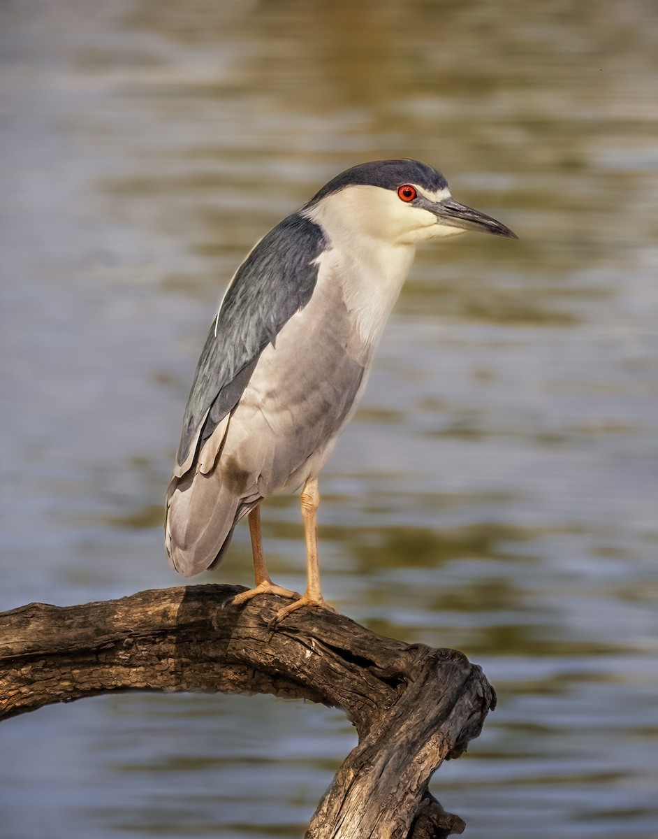 Black-crowned Night Heron - Susan Newlin