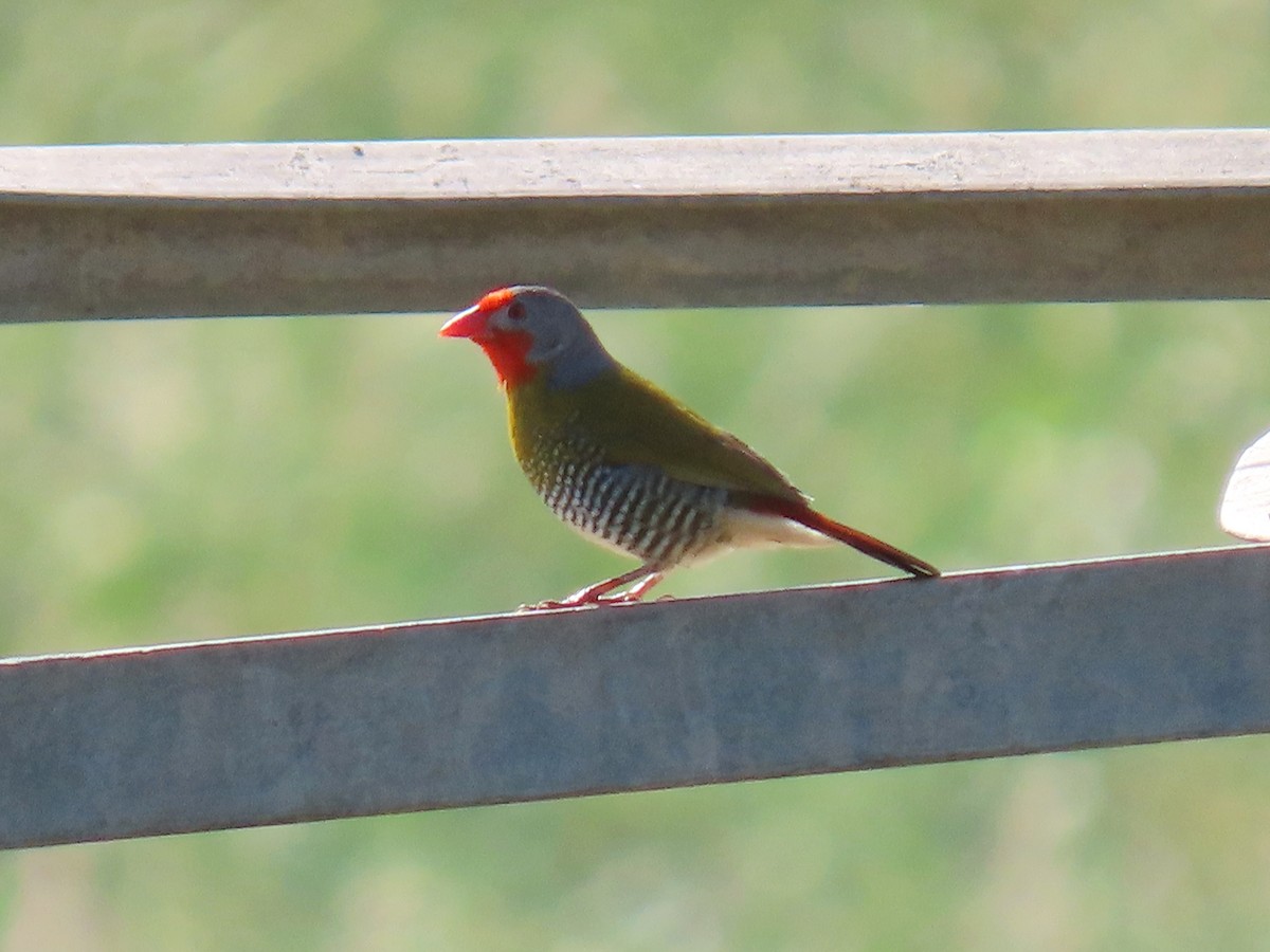 Green-winged Pytilia - ML616497878