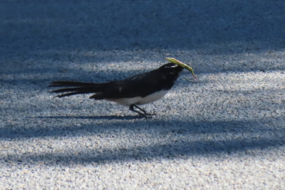 Willie-wagtail - Deb & Rod R