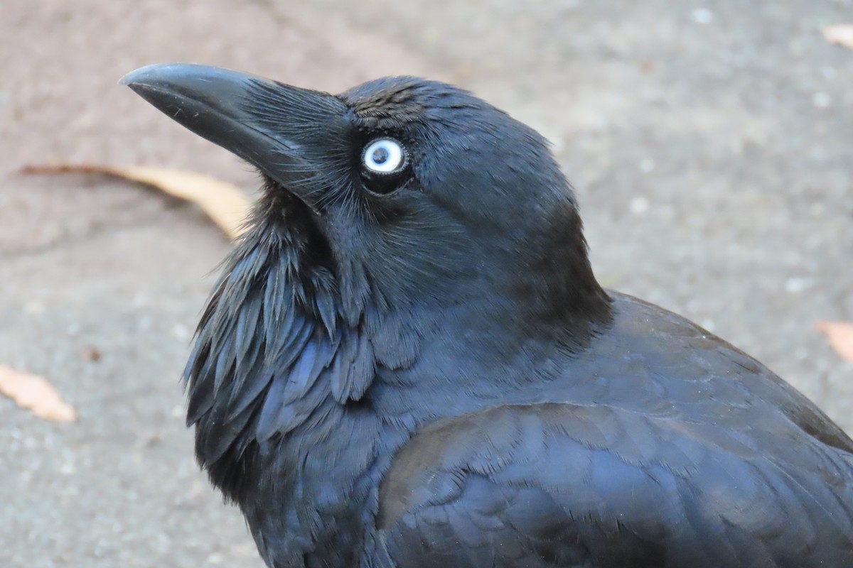 Australian Raven - Deb & Rod R