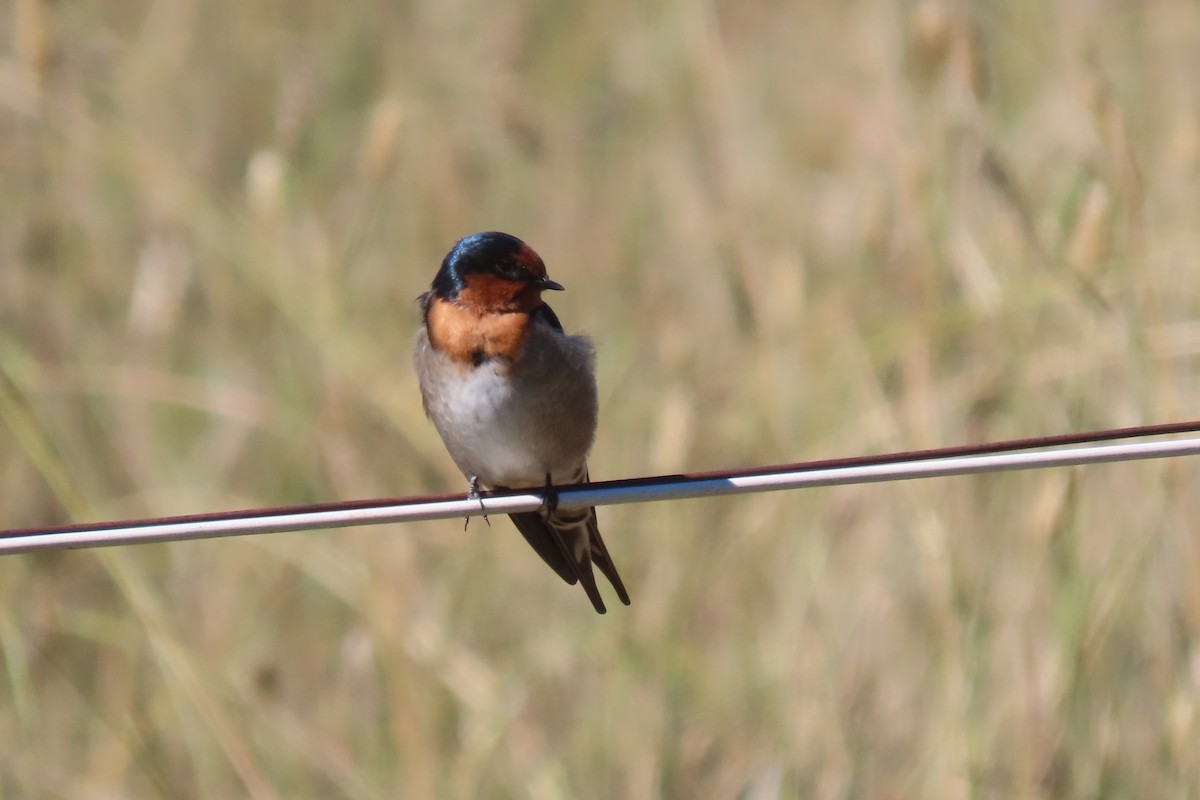 Golondrina Australiana - ML616497971