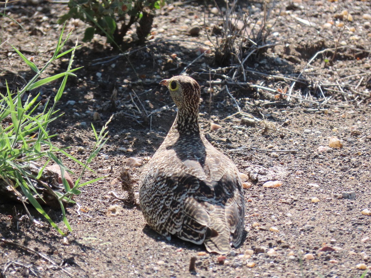 Double-banded Sandgrouse - Joyce Brady