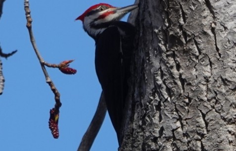 Pileated Woodpecker - ML616497977