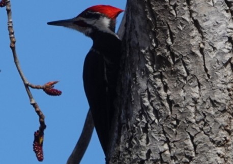 Pileated Woodpecker - ML616497983