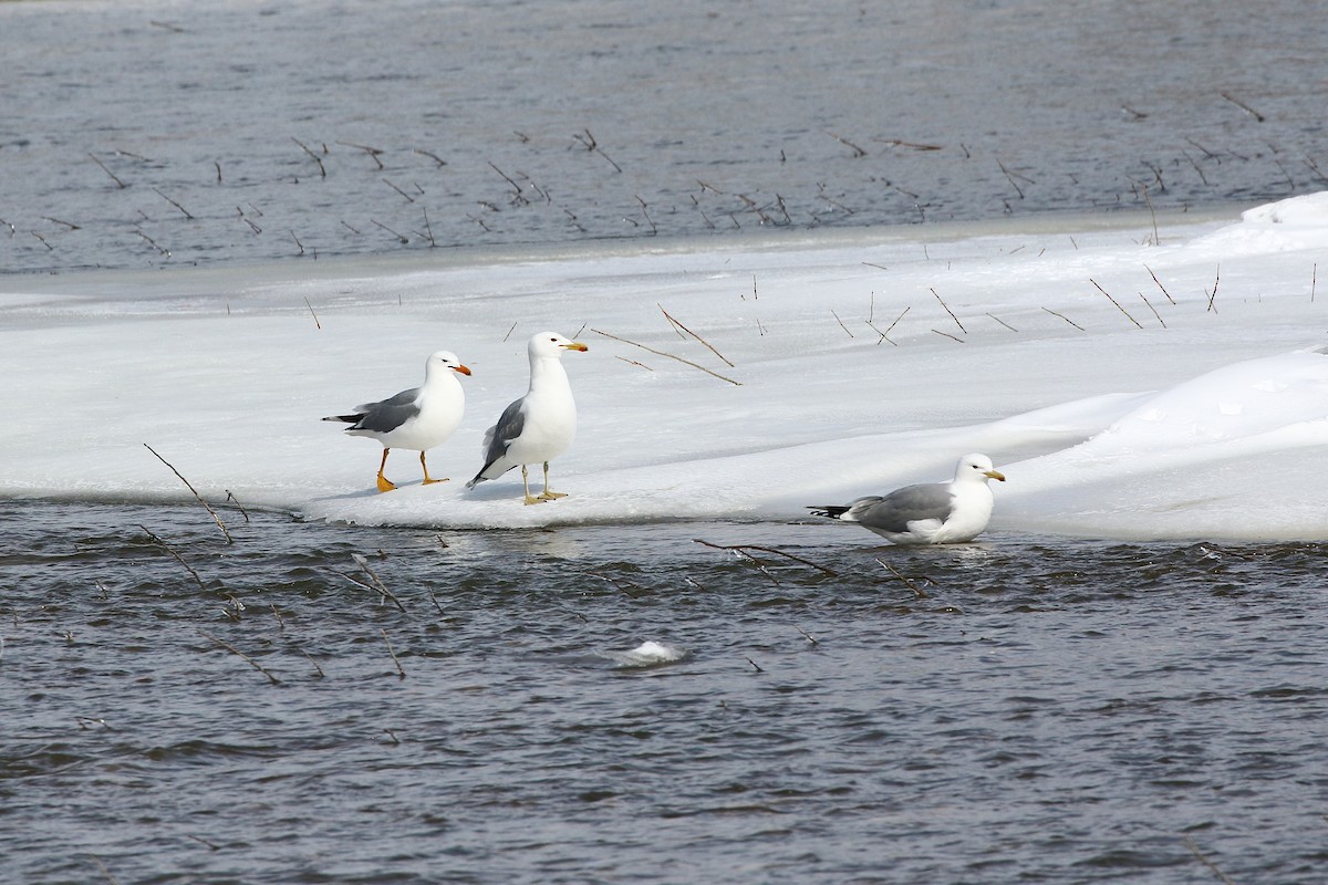 California Gull - ML616498000