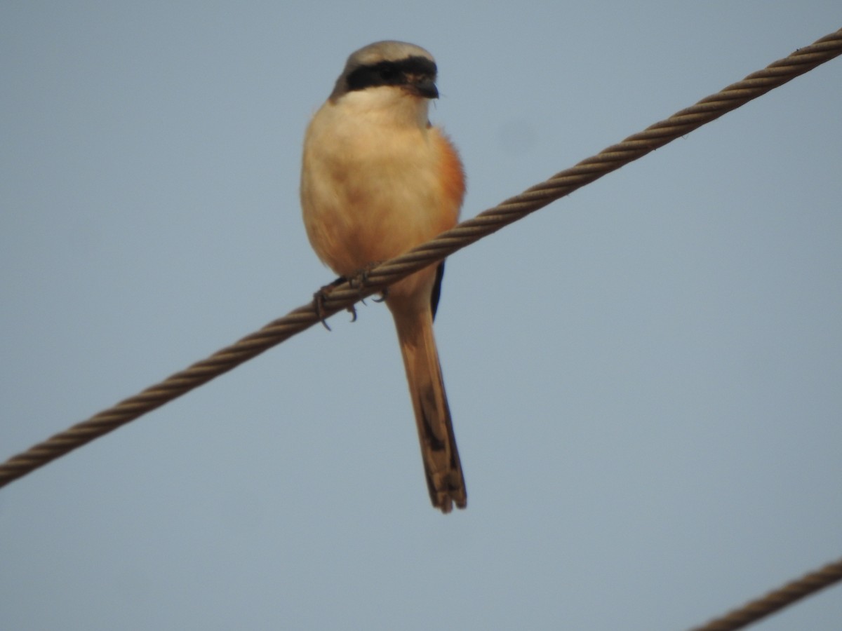 Bay-backed Shrike - ML616498036