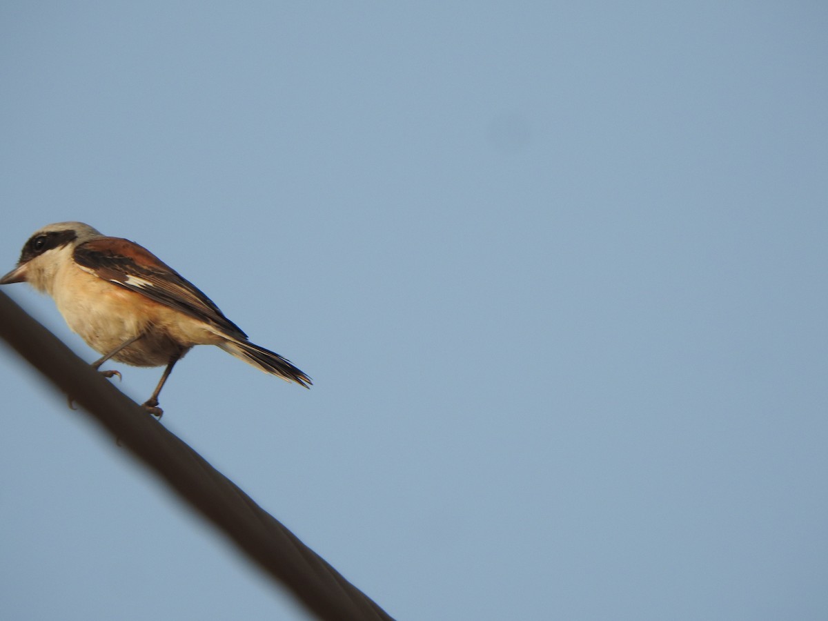 Bay-backed Shrike - ML616498037