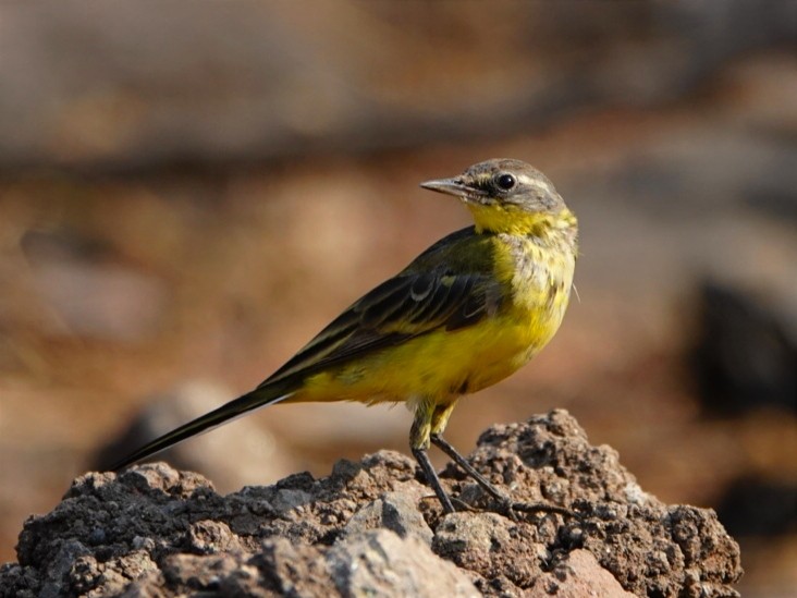 Western Yellow Wagtail (beema) - ML616498051