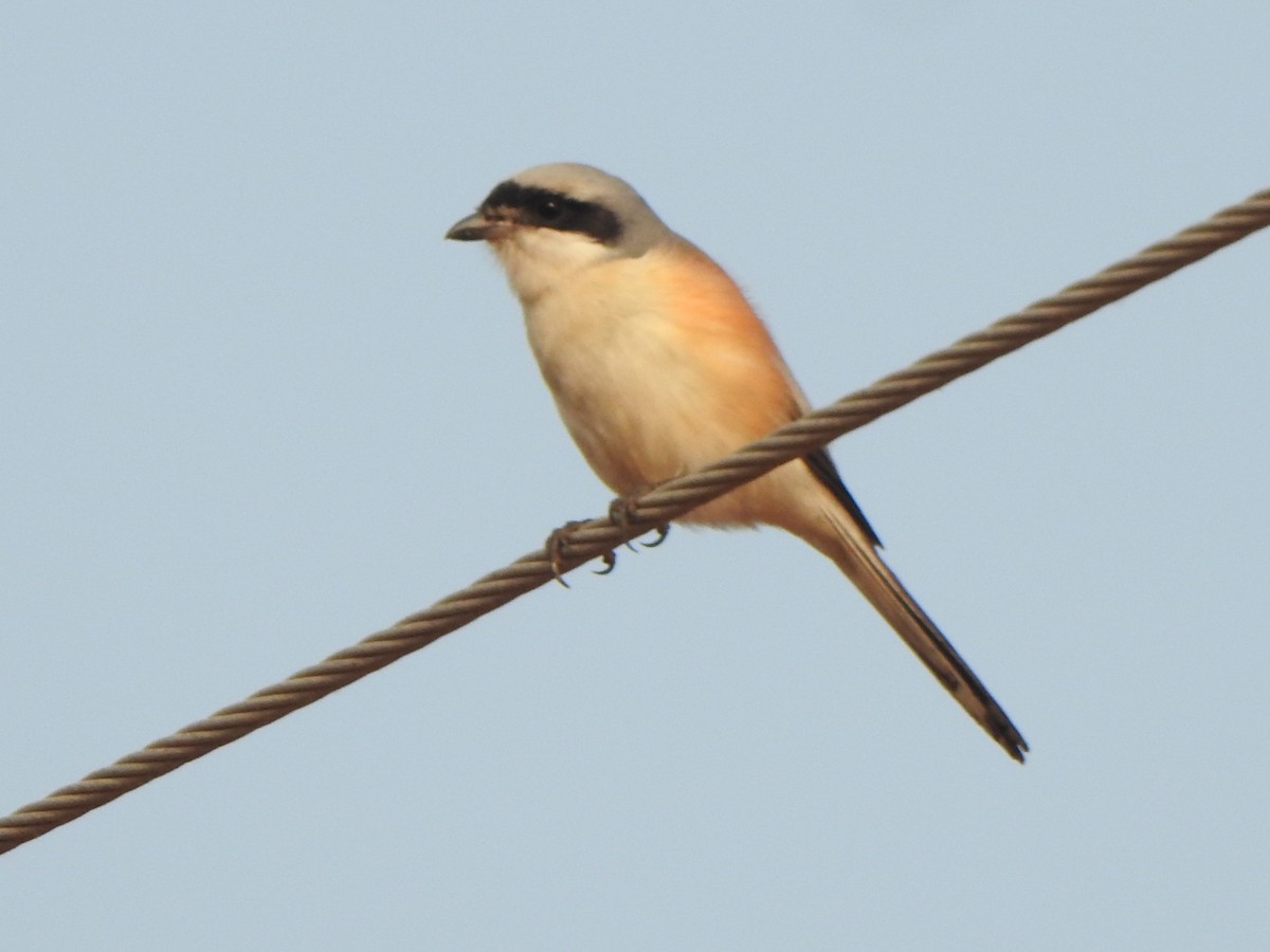 Bay-backed Shrike - ML616498071