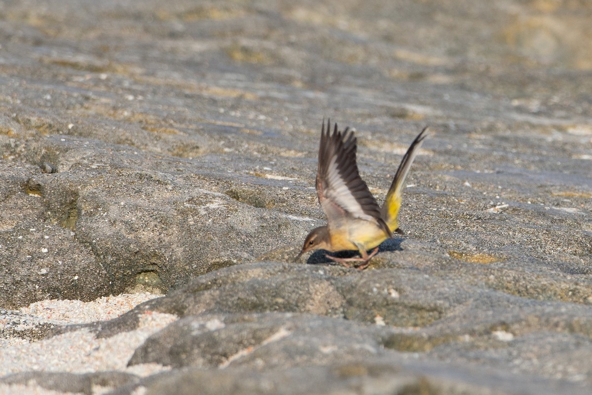 Gray Wagtail - ML616498109