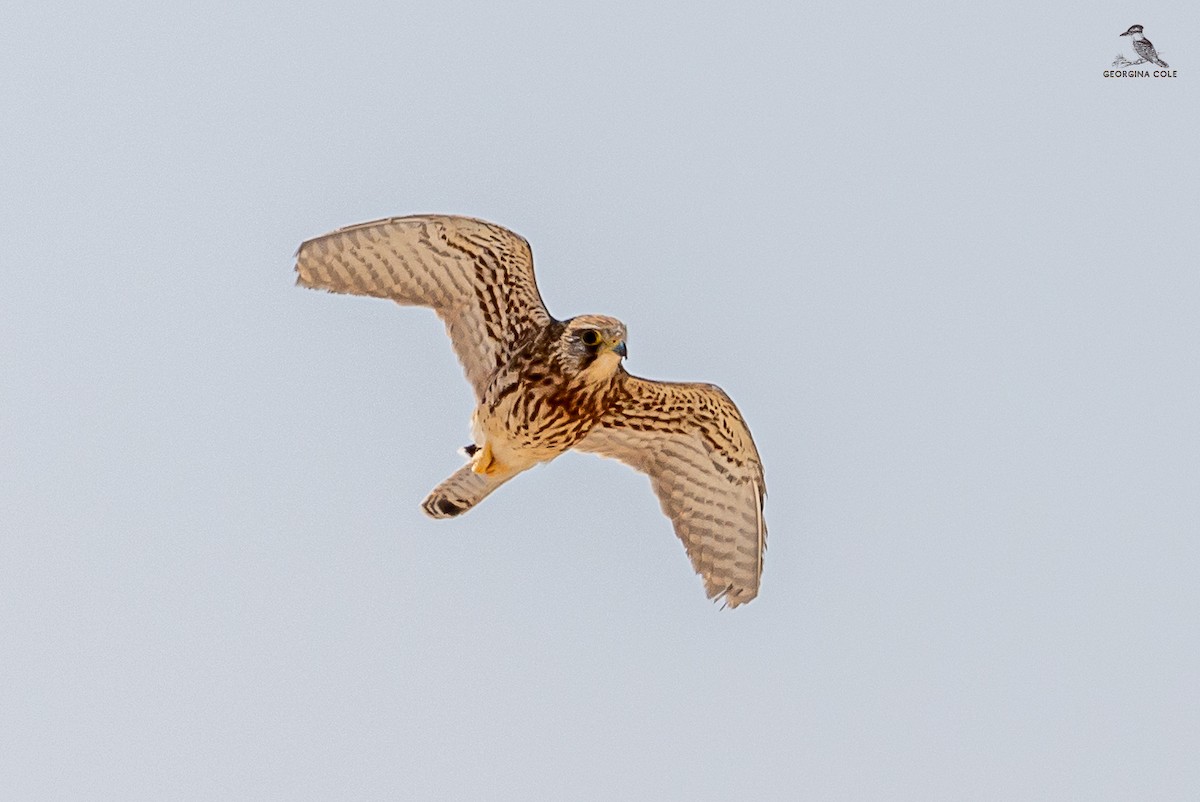 Eurasian Kestrel - ML616498132