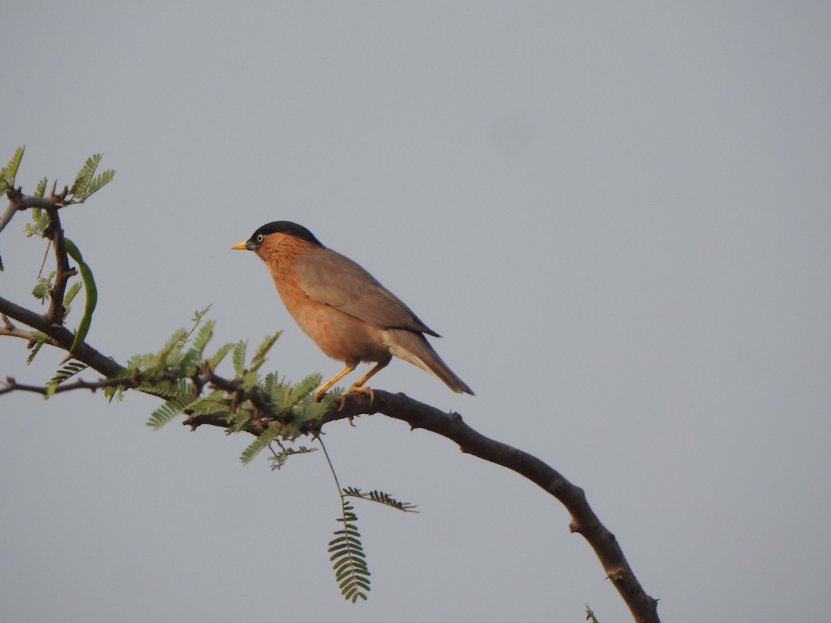 Brahminy Starling - ML616498137