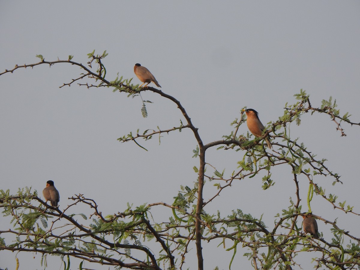 Brahminy Starling - Arulvelan Thillainayagam