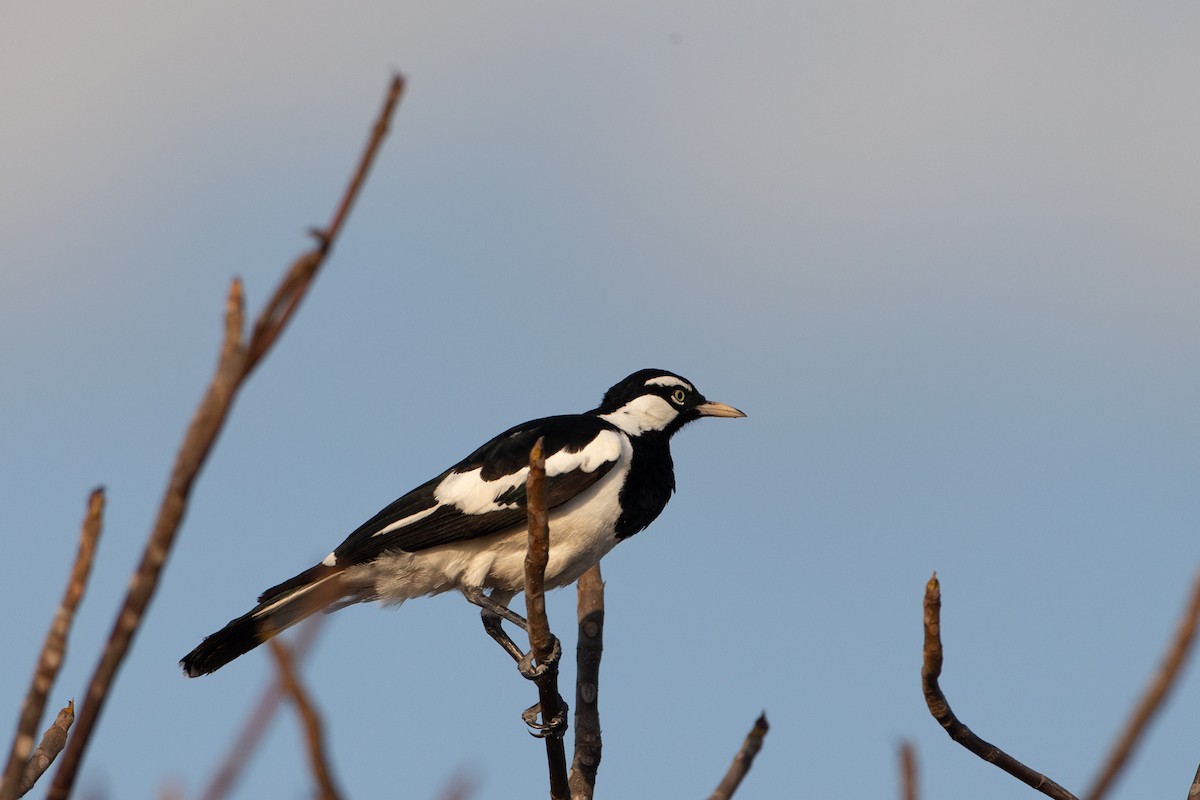 Magpie-lark - ML616498172