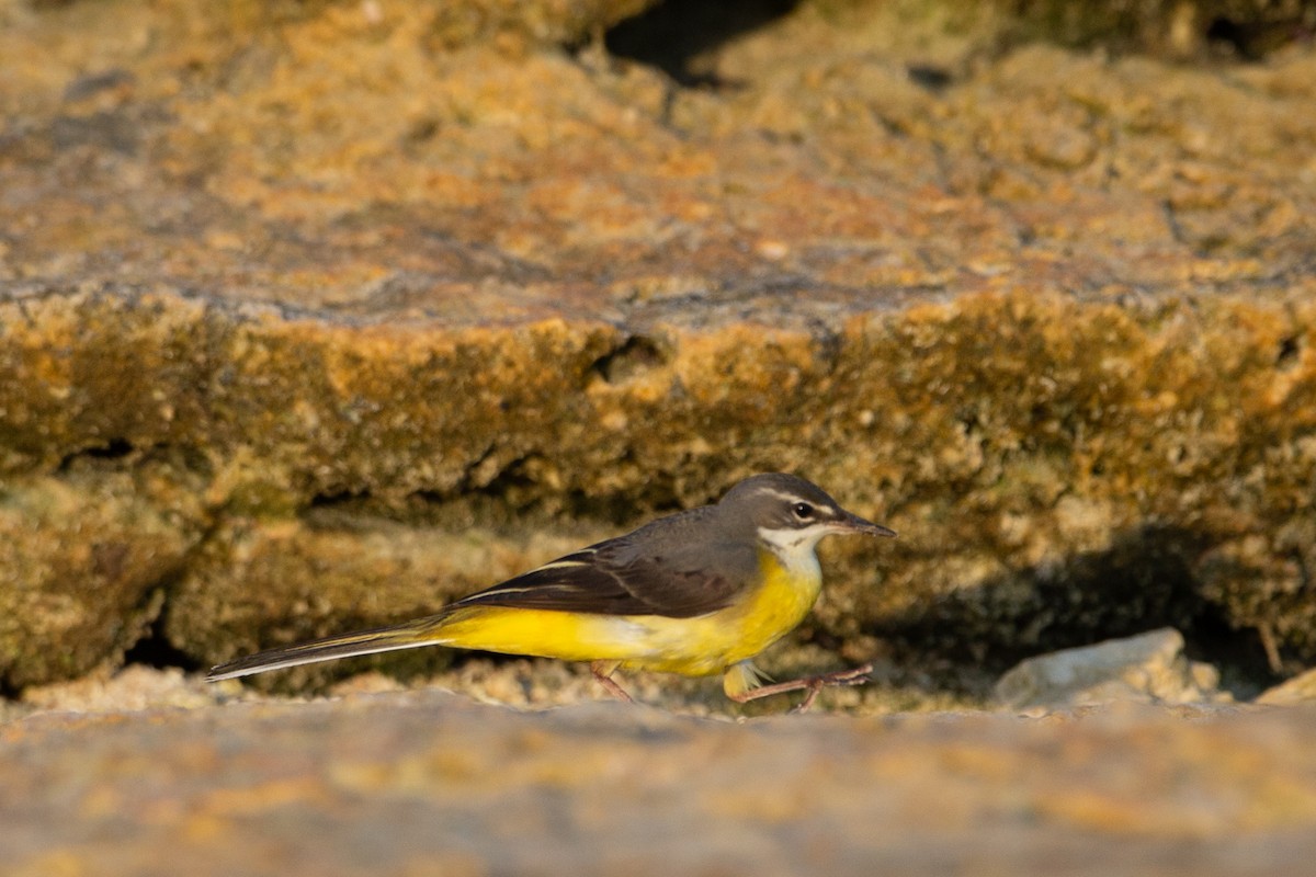 Gray Wagtail - ML616498175