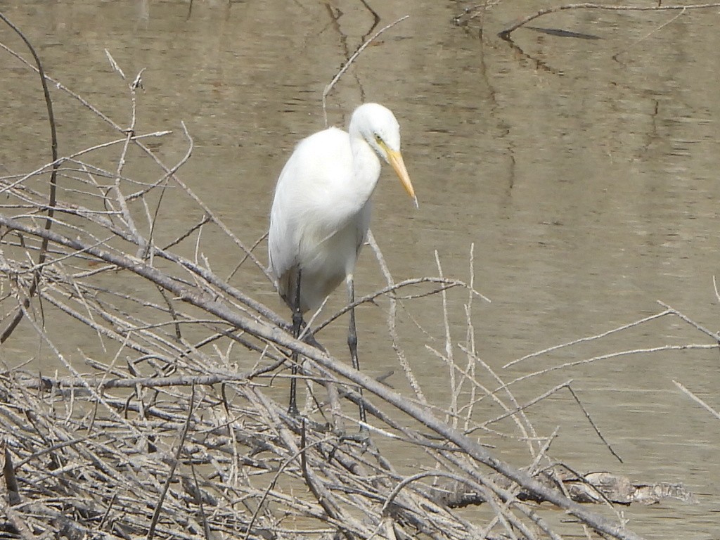 Great Egret - ML616498212