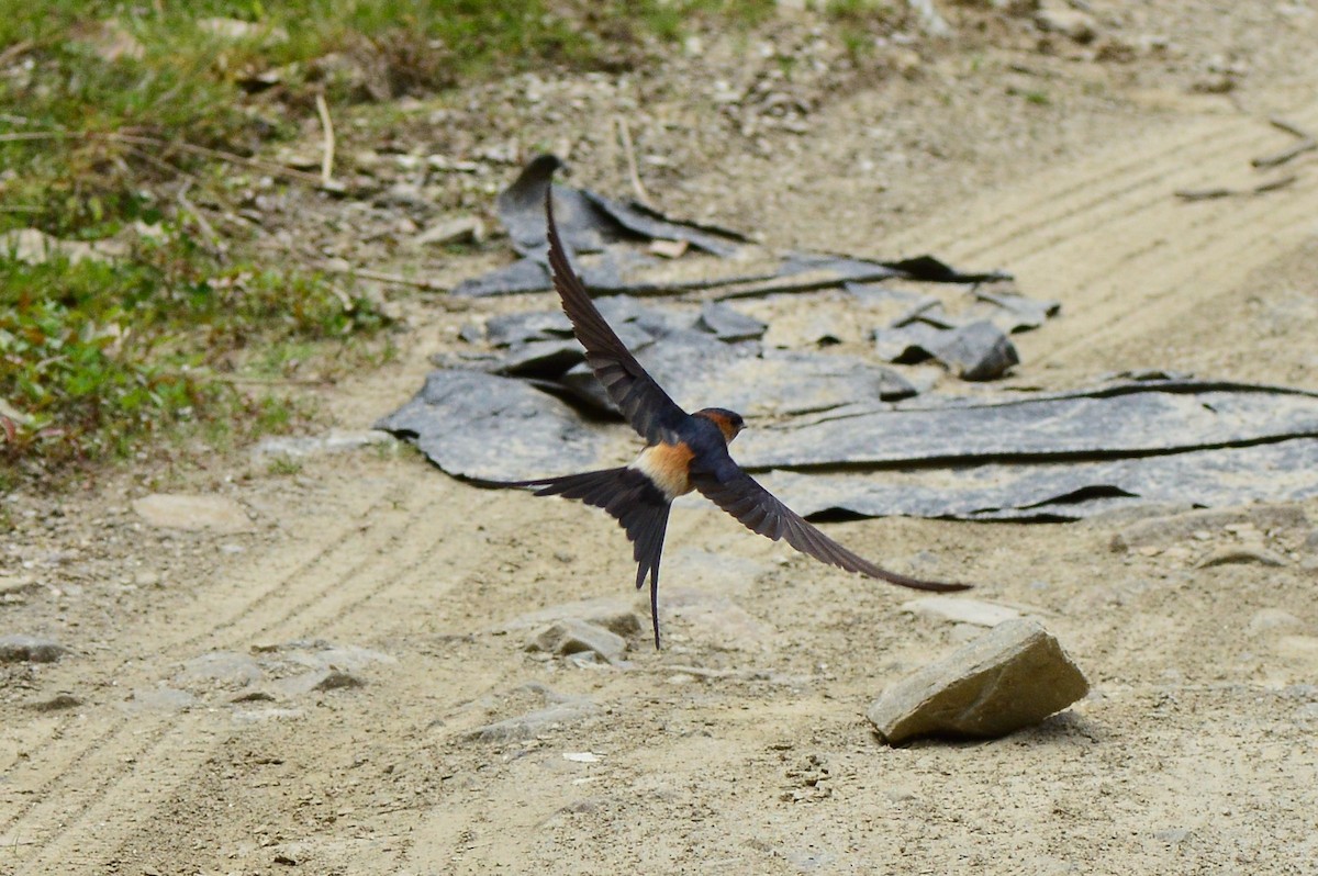 Red-rumped Swallow - ML616498219