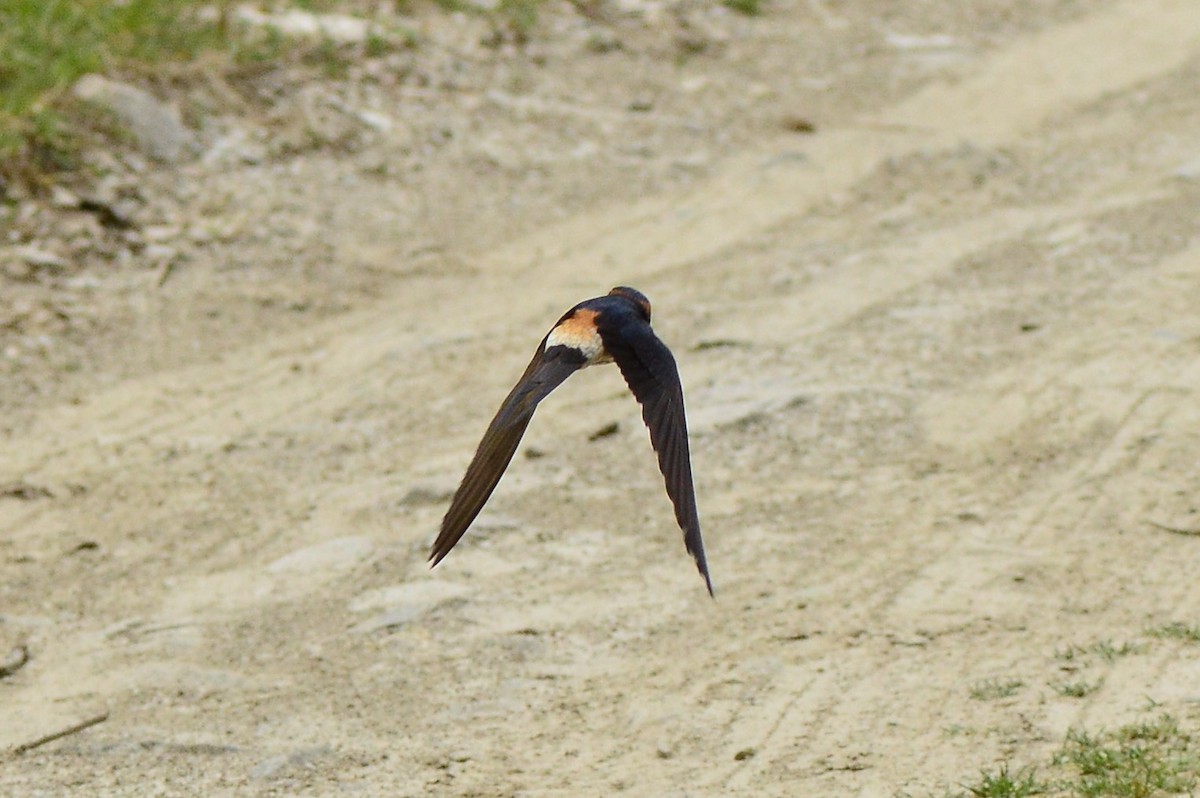 Red-rumped Swallow - ML616498220