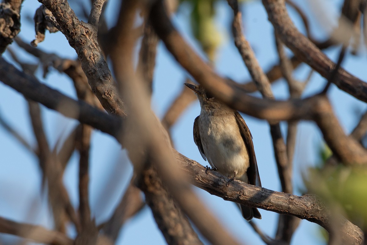 Asian Brown Flycatcher - ML616498247