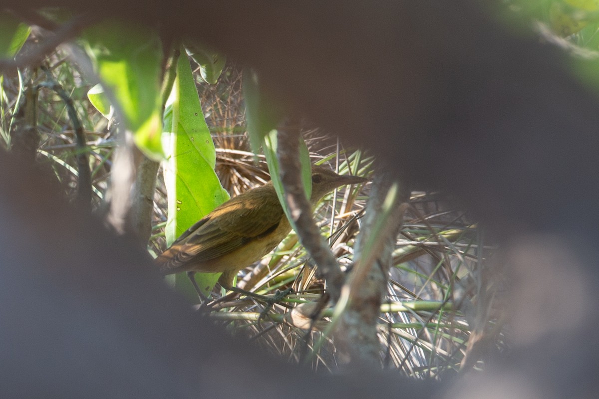 Oriental Reed Warbler - ML616498249