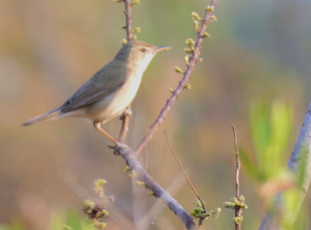 Blyth's Reed Warbler - ML616498397
