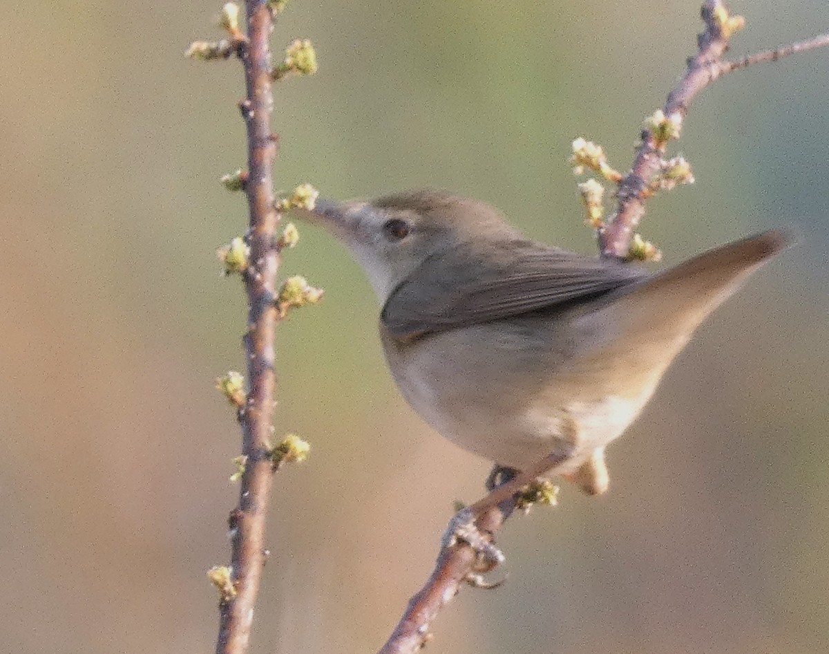 Blyth's Reed Warbler - ML616498398