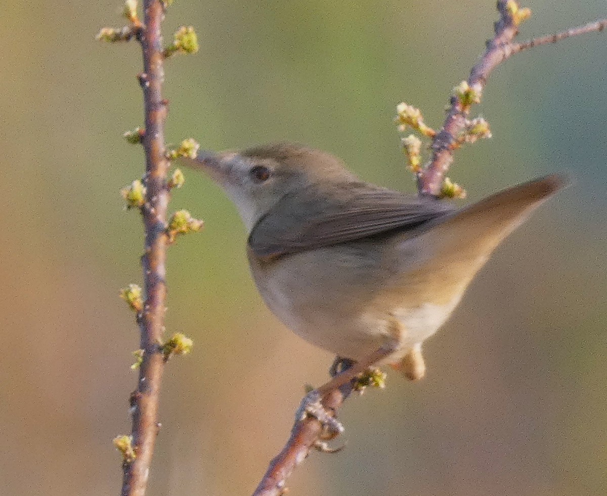 Blyth's Reed Warbler - ML616498399