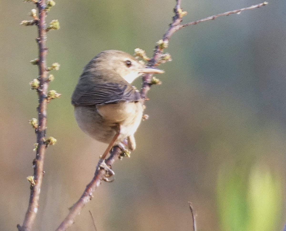 Blyth's Reed Warbler - ML616498400