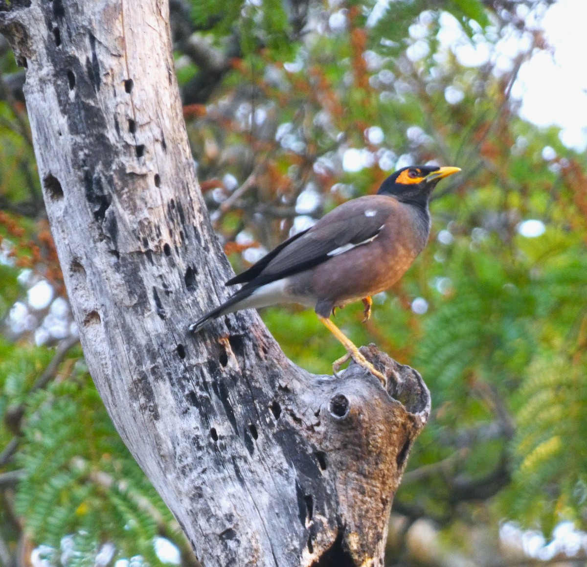 Common Myna - ML616498403