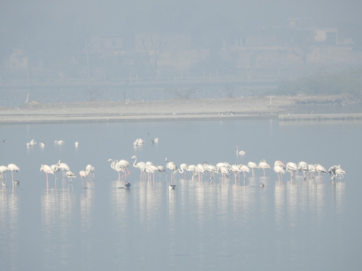 Greater Flamingo - ML616498527