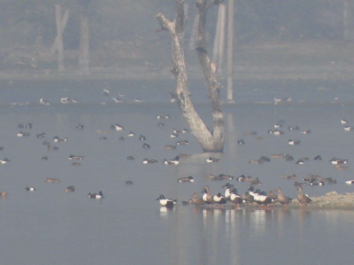 Northern Shoveler - ML616498529