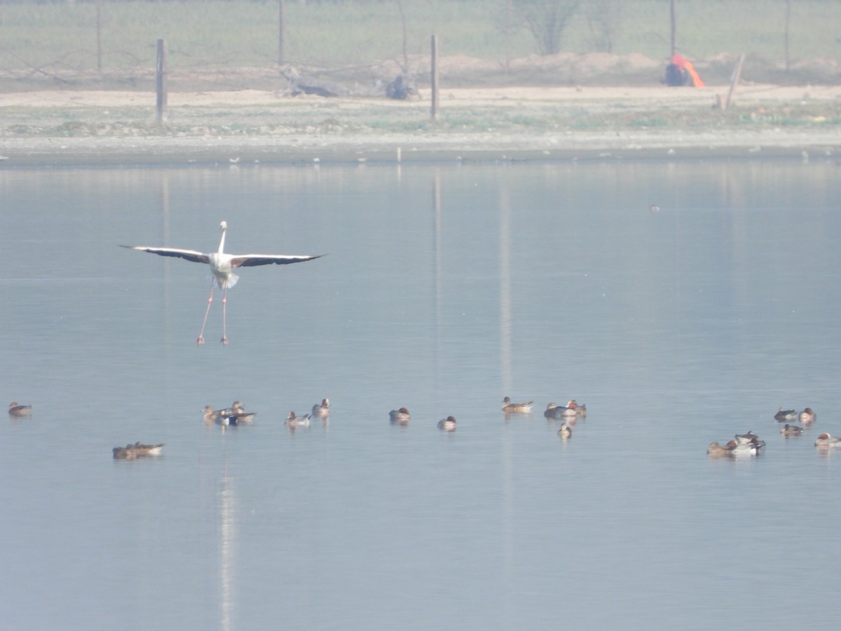 Eurasian Wigeon - ML616498534