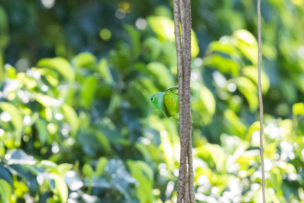 Yeşil Sokumlu Serçe Papağanı - ML616498548