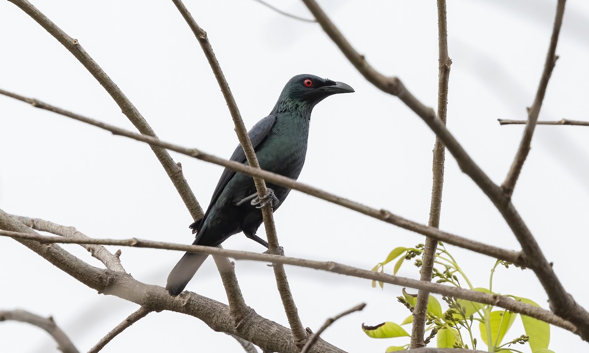 Asian Glossy Starling - ML616498598