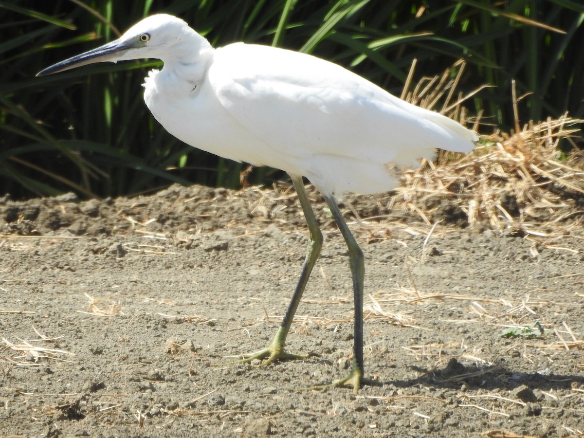 Little Egret - Emilio Costillo Borrego